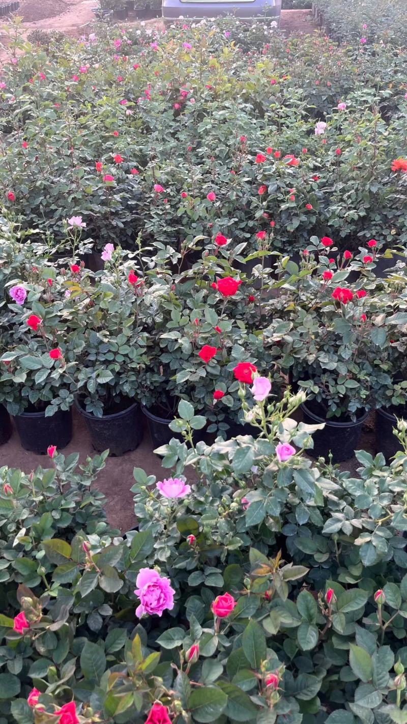 四川成都观花植物丰花月季/量大从优欢迎老板联系