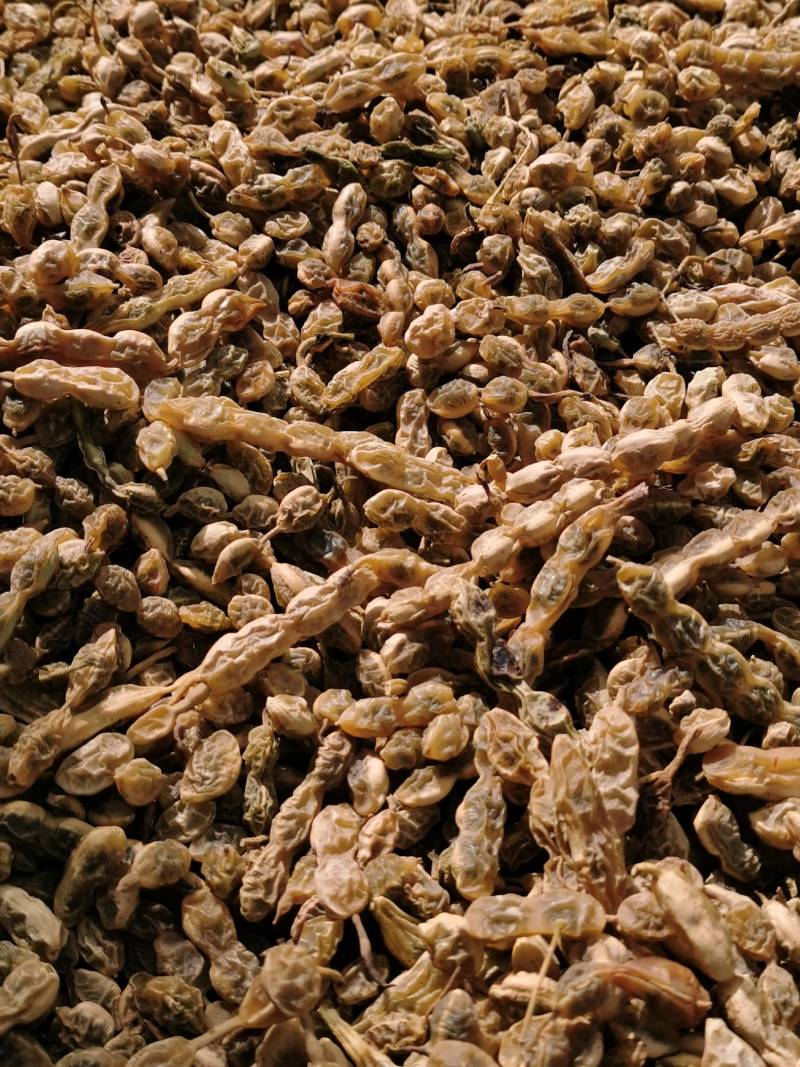 槐豆槐角槐实槐连豆花茶槐豆净货无杆杂质常年收购销大货