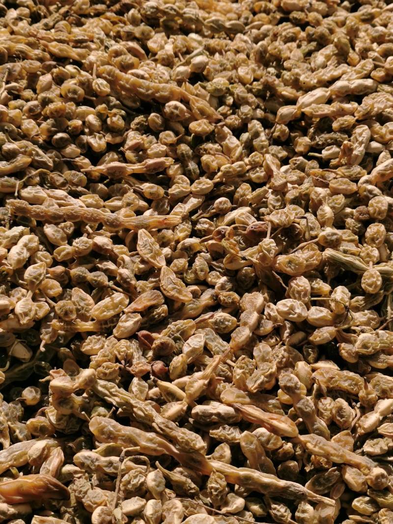 槐豆槐角槐实槐连豆花茶槐豆净货无杆杂质常年收购销大货