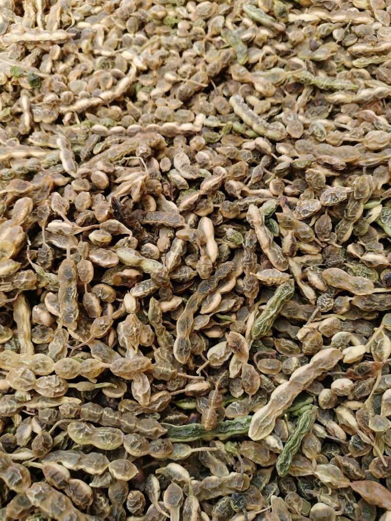 槐豆槐角槐实槐连豆花茶槐豆净货无杆杂质常年收购销大货