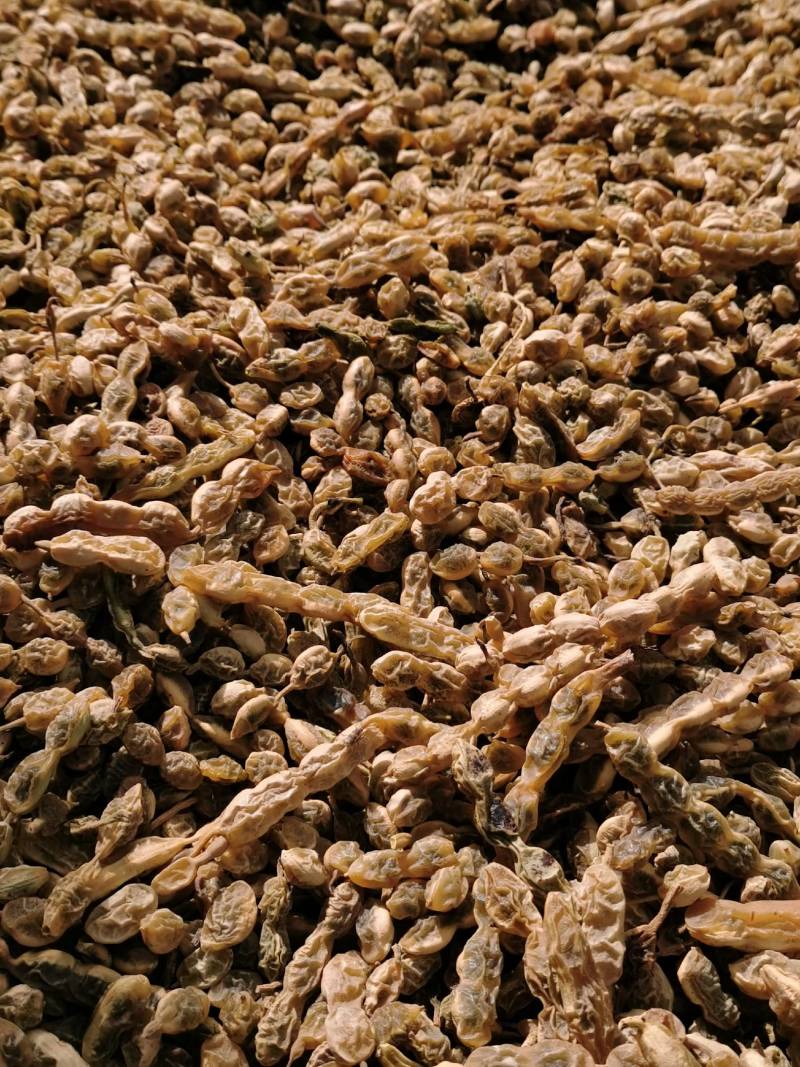 槐豆槐角槐实槐连豆花茶槐豆净货无杆杂质常年收购销大货
