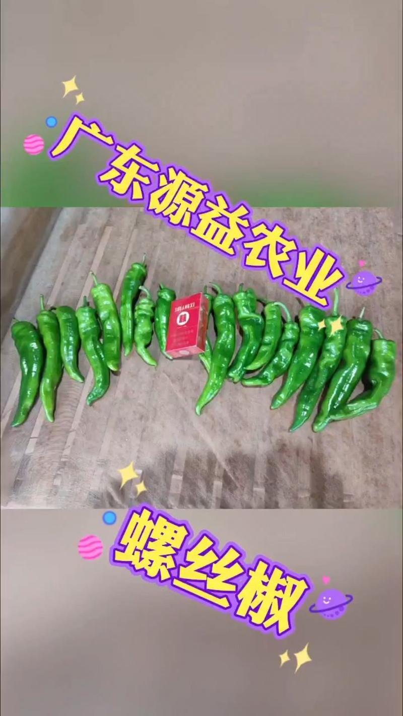 湛江鲜辣椒，螺丝椒品质保证市场货电商货欢迎电联采购！