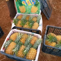 菠萝
