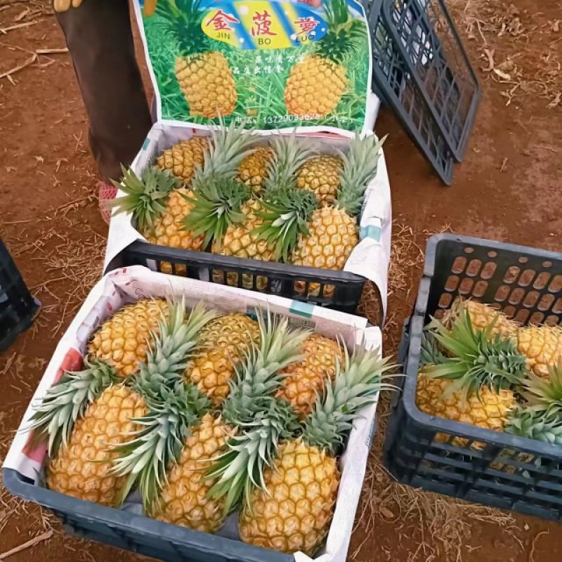 菠萝