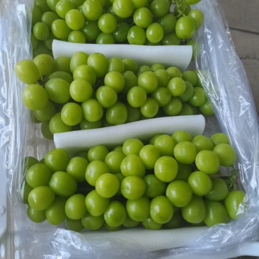 阳光玫瑰万亩基地欢迎您！