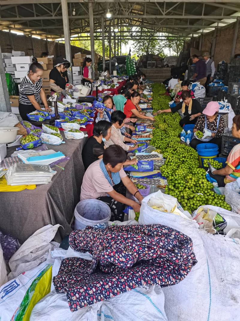 阳光玫瑰万亩基地欢迎您！