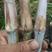 皇竹草长寿多年生四季高产牧草种子养殖牛羊鱼兔巨菌草子中包