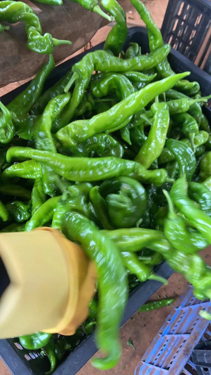 陇椒大量有货，是市场，电商平台，超市，价格便宜！