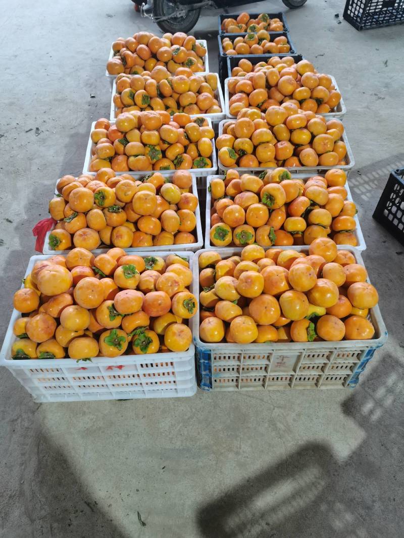 柿子，灵宝市西闫，各种柿子，