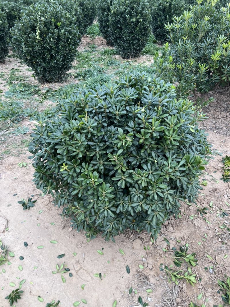 海桐球