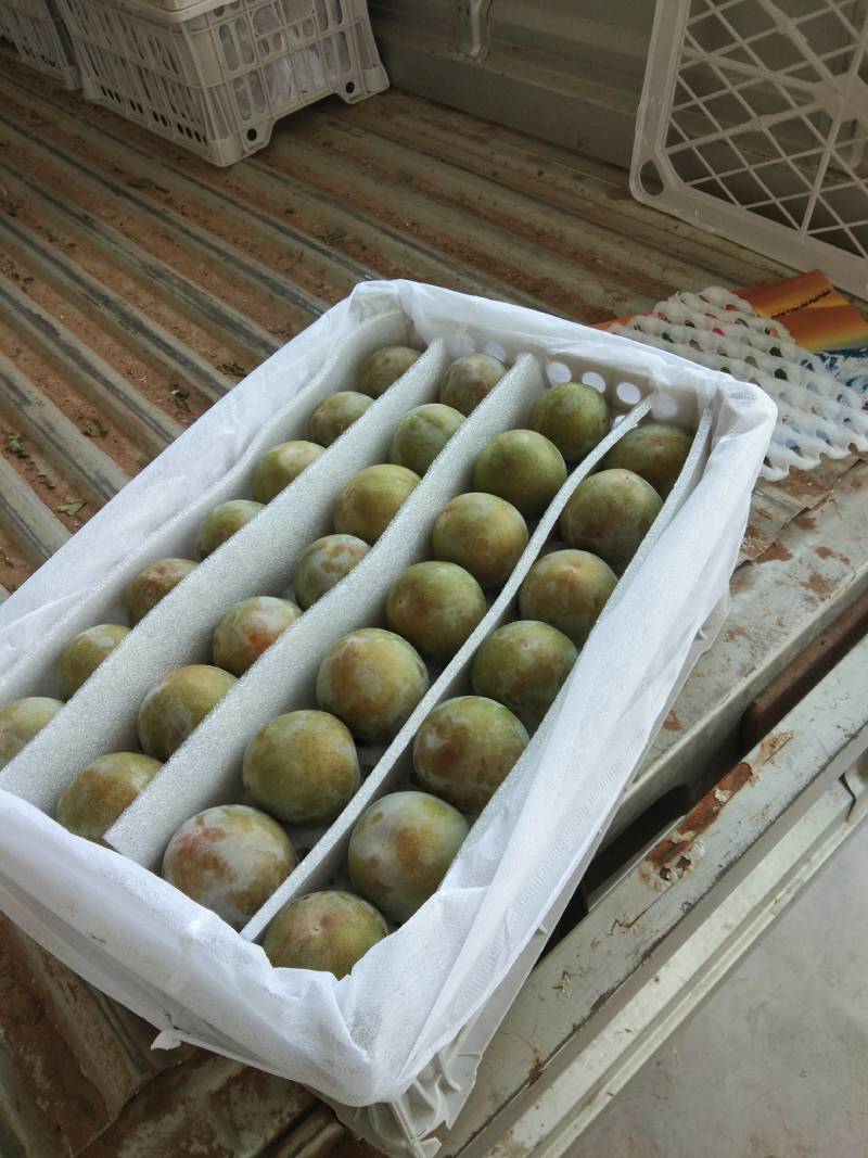 阳光玫瑰万亩基地欢迎您！