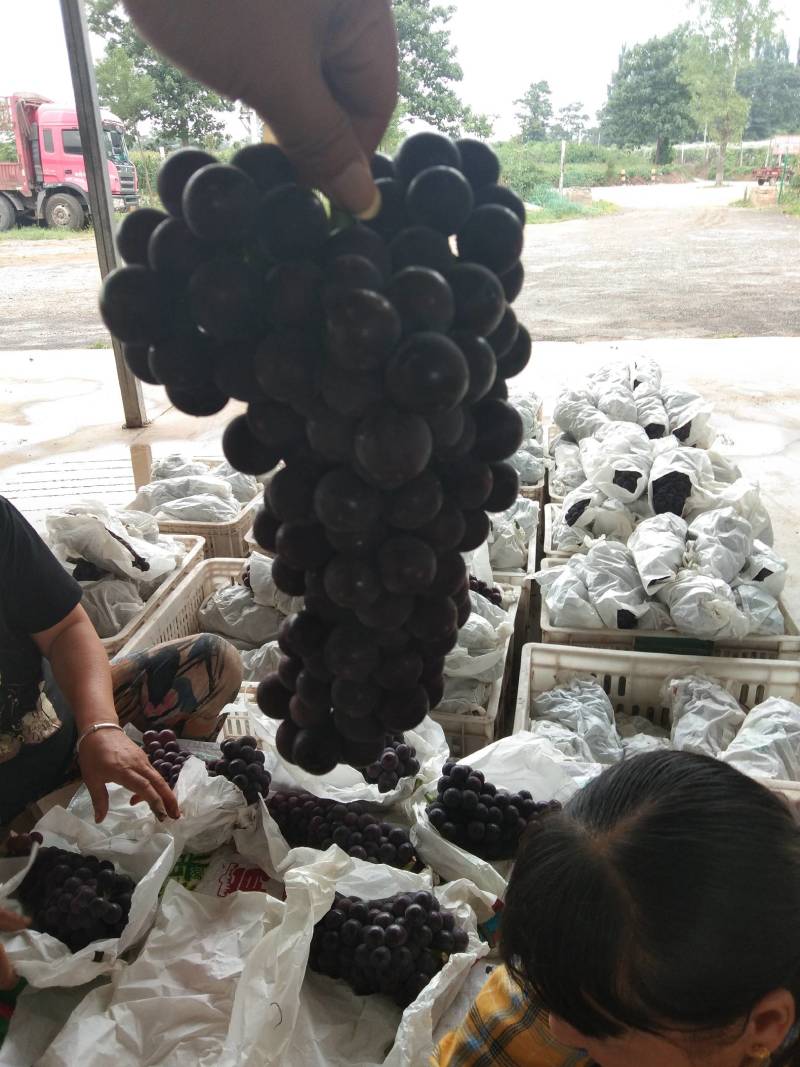 阳光玫瑰万亩基地欢迎您！