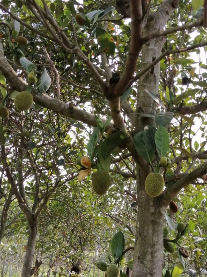 供应菠萝蜜树