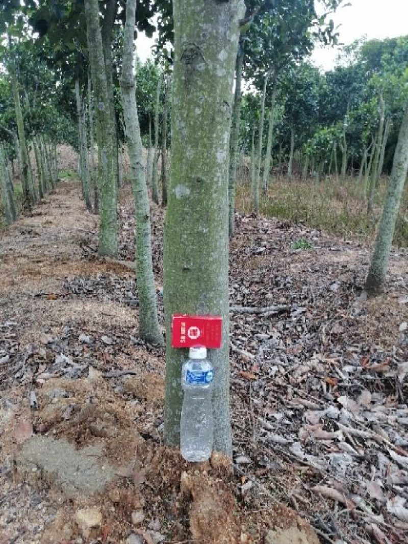 供应菠萝蜜树