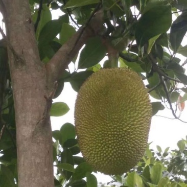供应菠萝蜜树