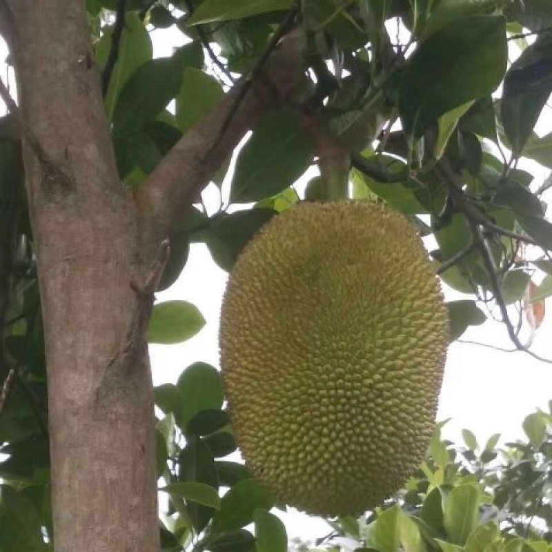 供应菠萝蜜树