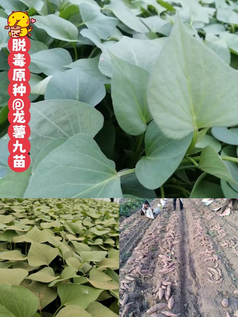 脱毒：龙薯九红薯苗！基地直发！一手货源，保证品质！