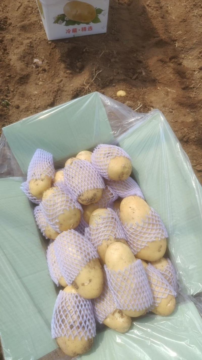 土豆-荷兰十五土豆/山东产地直供对接批发采购等