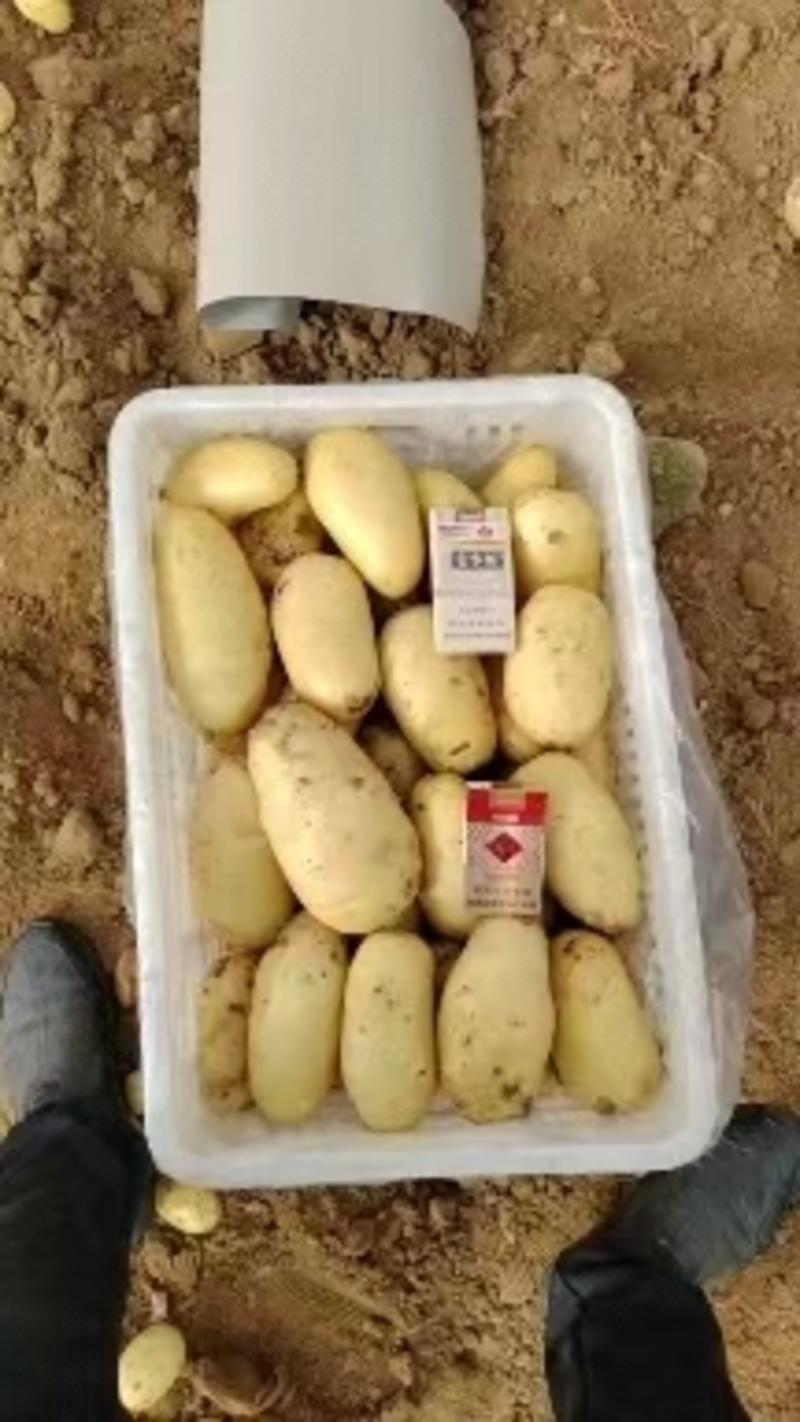 土豆/荷兰土豆/山东土豆/黄土豆/荷兰十五土豆全国发货