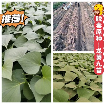 脱毒：龙薯九红薯苗！基地直发！一手货源，保证品质！