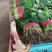 河北邯郸精品菠菜大量上市，价格美丽大量有货。量大优惠
