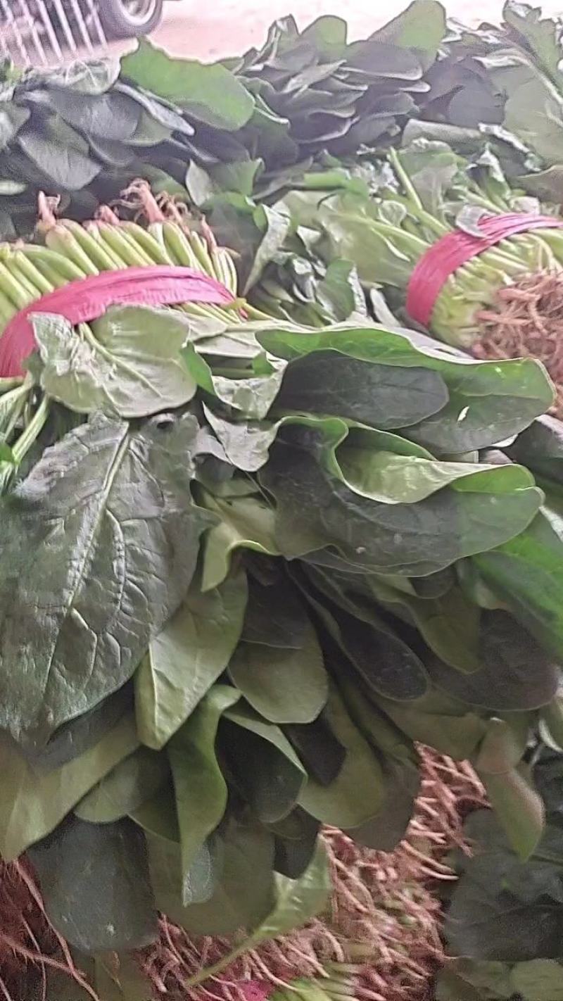 河北邯郸精品菠菜大量上市，价格美丽大量有货。量大优惠
