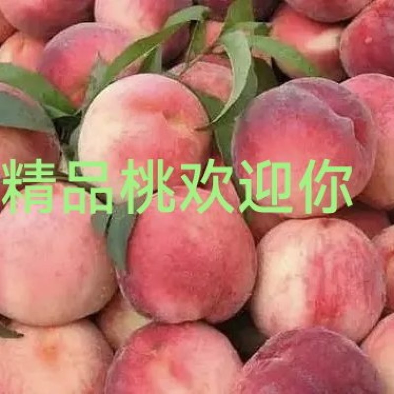 真实报价！拒绝欺骗！欢迎采购合作！