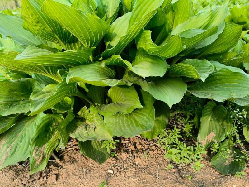 基地直发精品玉簪花，可实地看苗，量大价优。