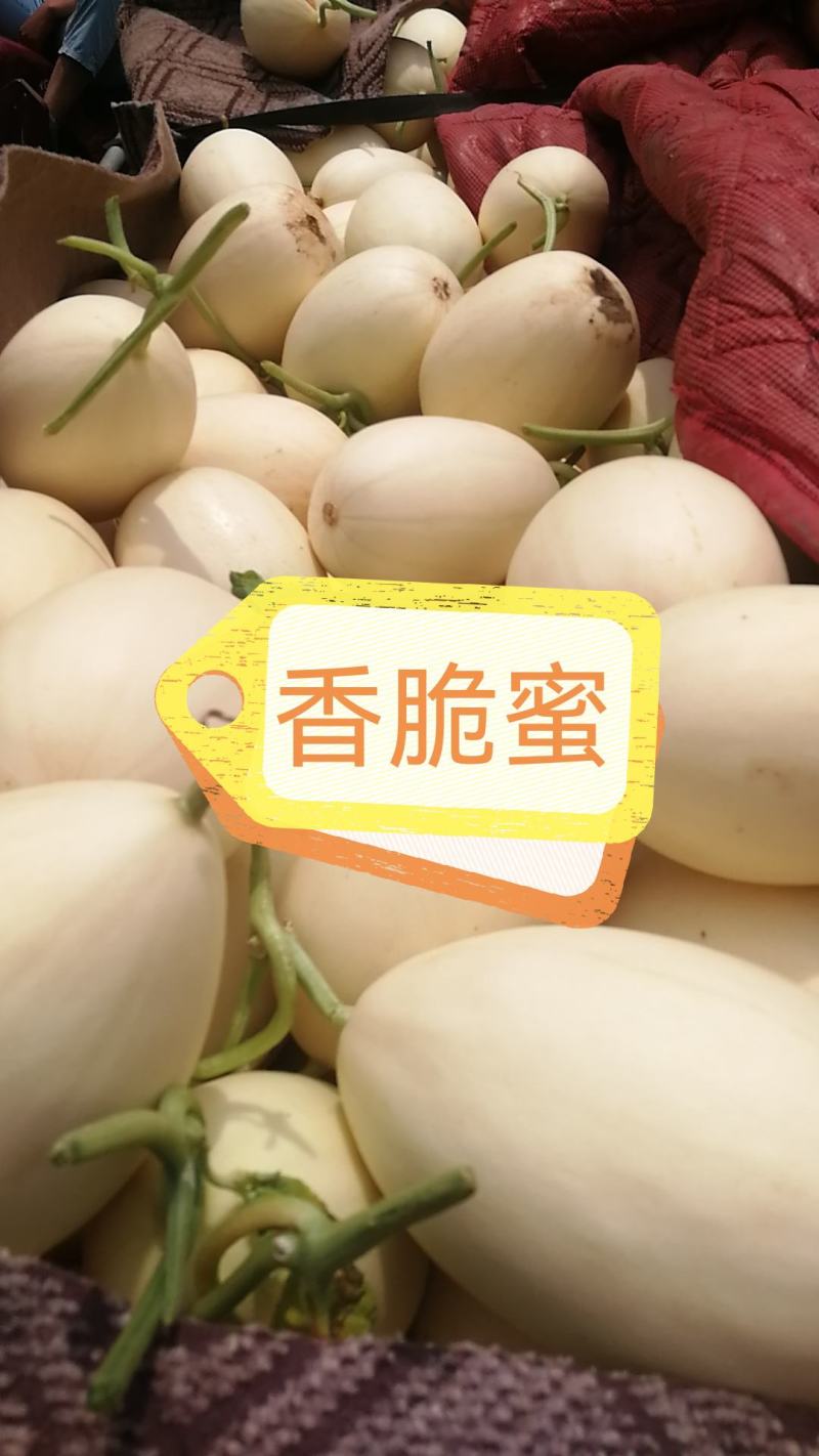 各种甜瓜即将上市欢迎新老客户前来选购