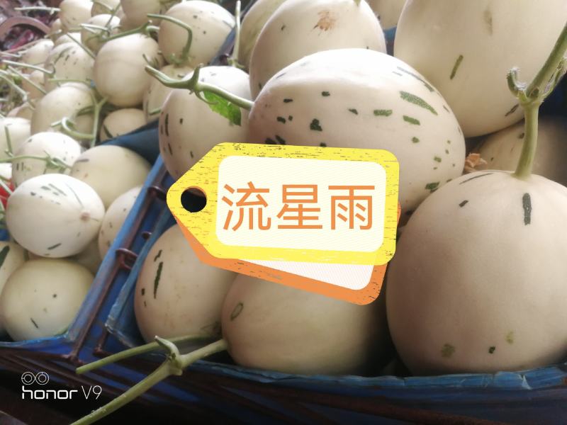 各种甜瓜即将上市欢迎新老客户前来选购
