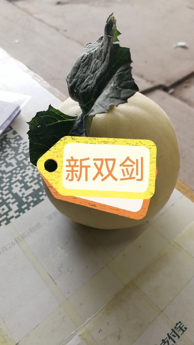 各种甜瓜即将上市欢迎新老客户前来选购
