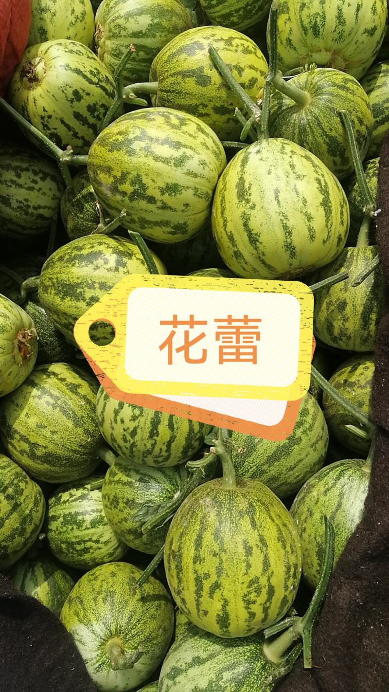 各种甜瓜即将上市欢迎新老客户前来选购