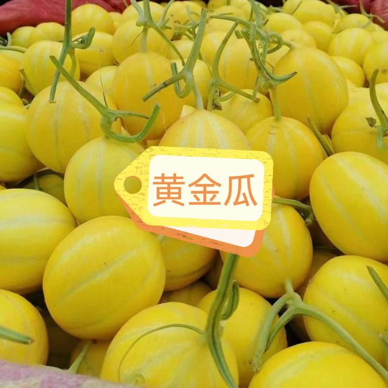 各种甜瓜即将上市欢迎新老客户前来选购