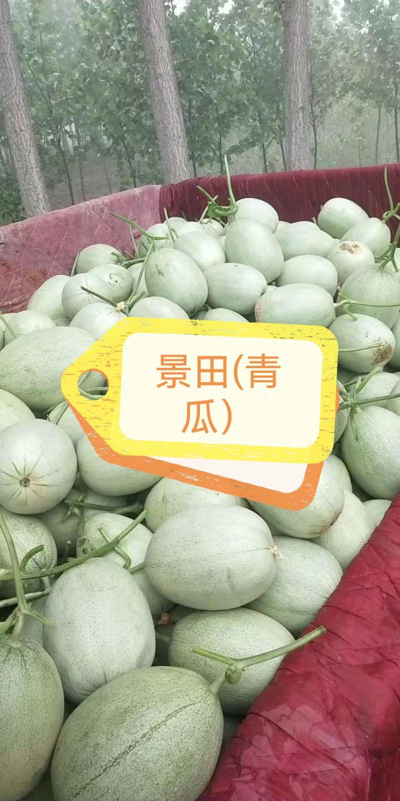 各种甜瓜即将上市欢迎新老客户前来选购