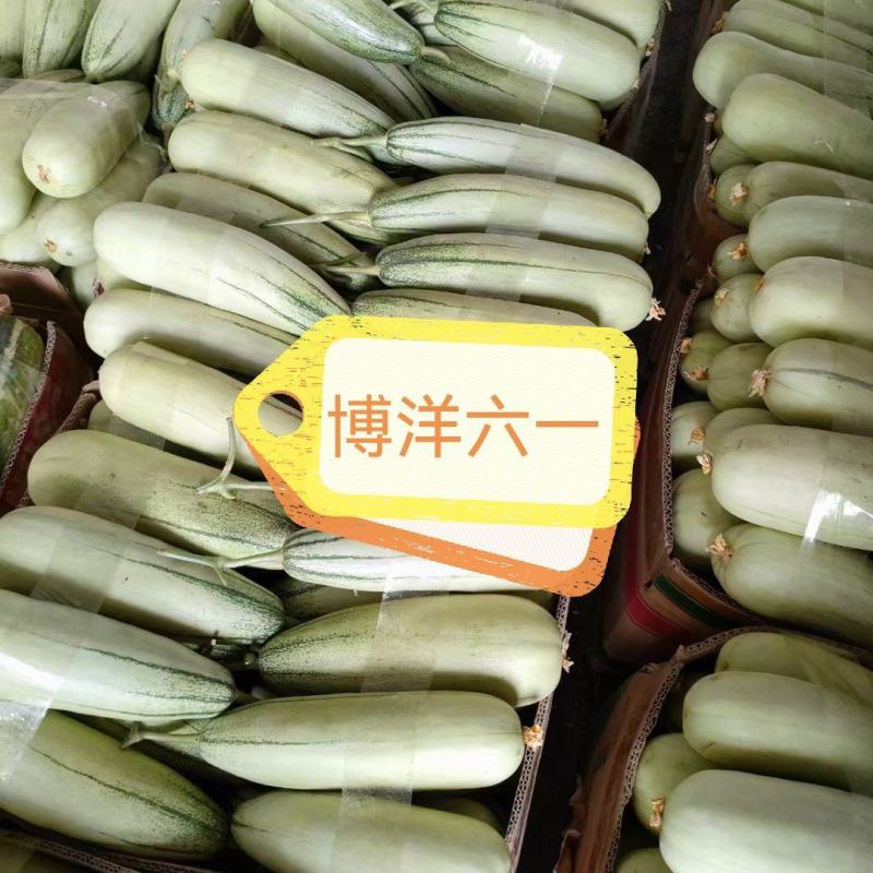 各种甜瓜即将上市欢迎新老客户前来选购