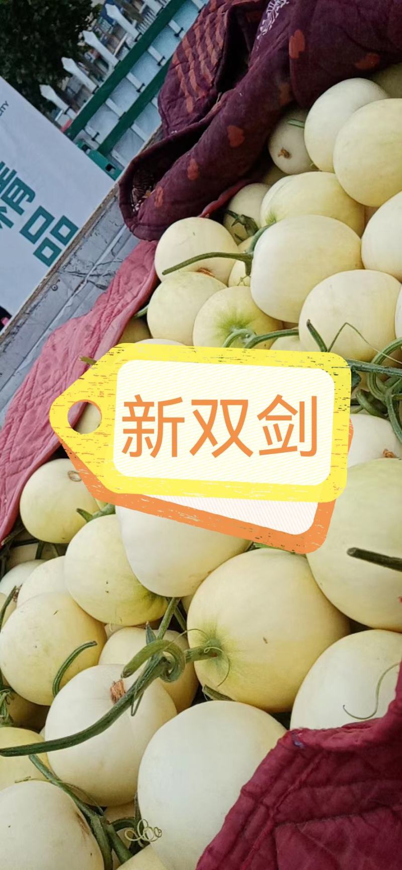 各种甜瓜即将上市欢迎新老客户前来选购