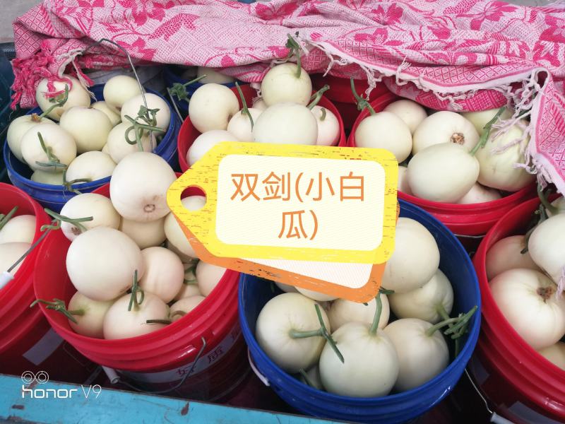 各种甜瓜即将上市欢迎新老客户前来选购