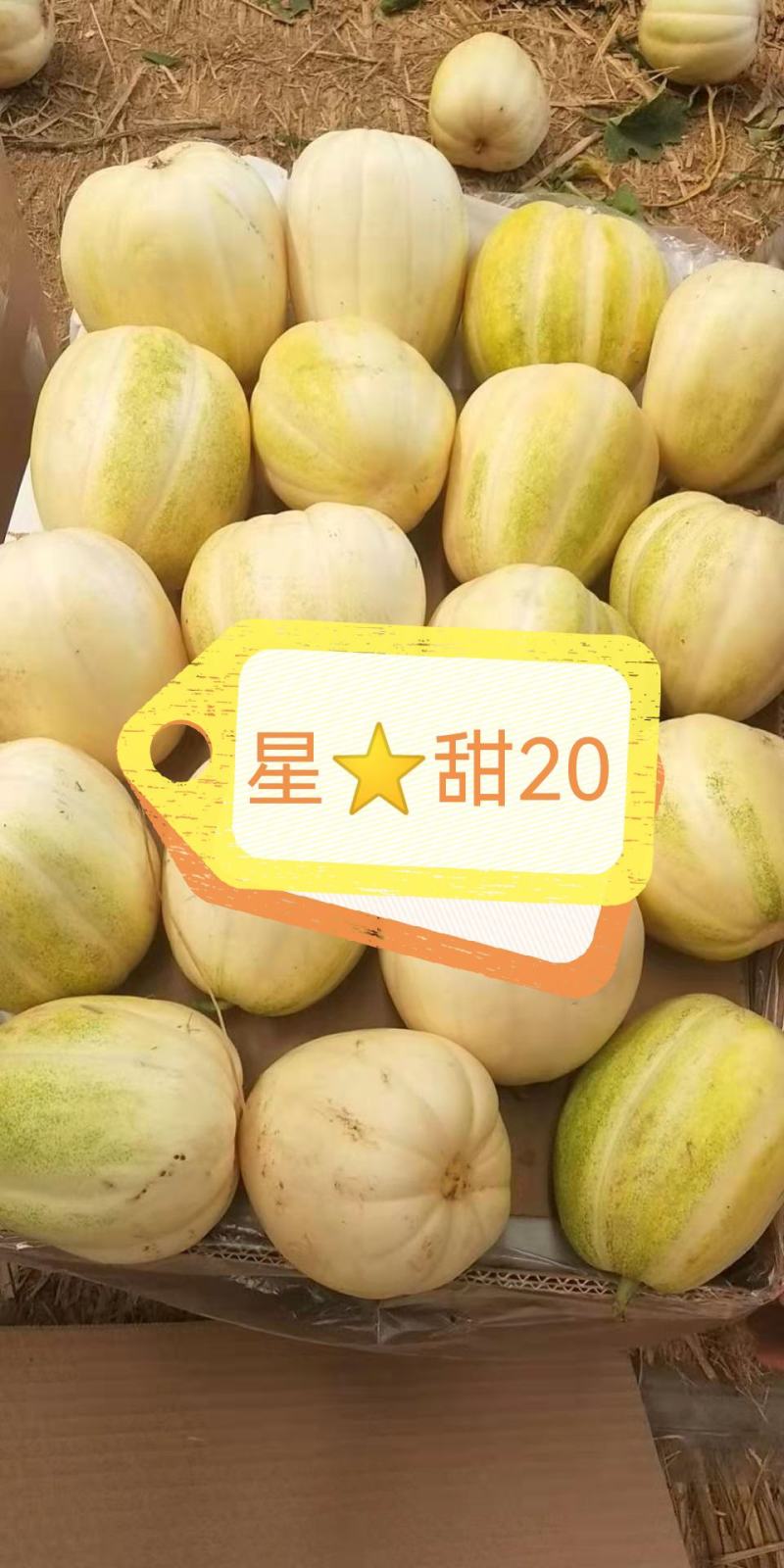 各种甜瓜即将上市欢迎新老客户前来选购