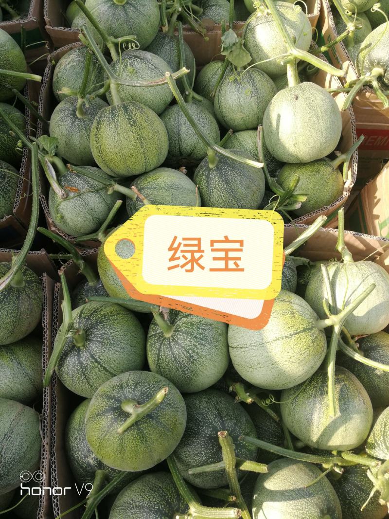 各种甜瓜即将上市欢迎新老客户前来选购