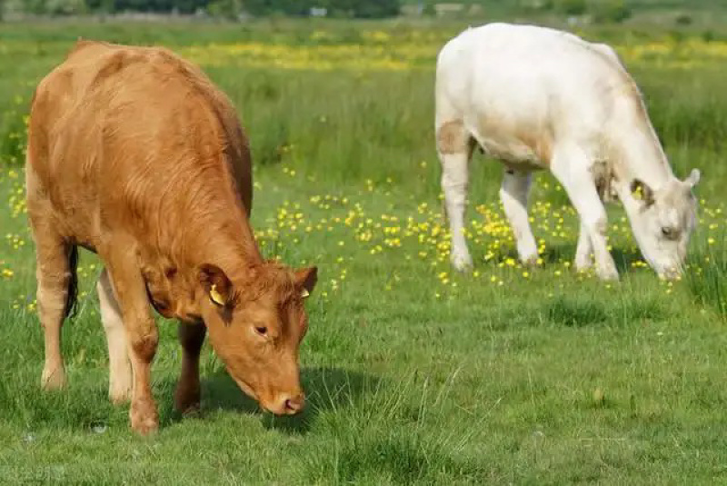 呼伦贝尔金阿爸肥瘦相间纯瘦牛肉干无添加孕妇可食加热食用