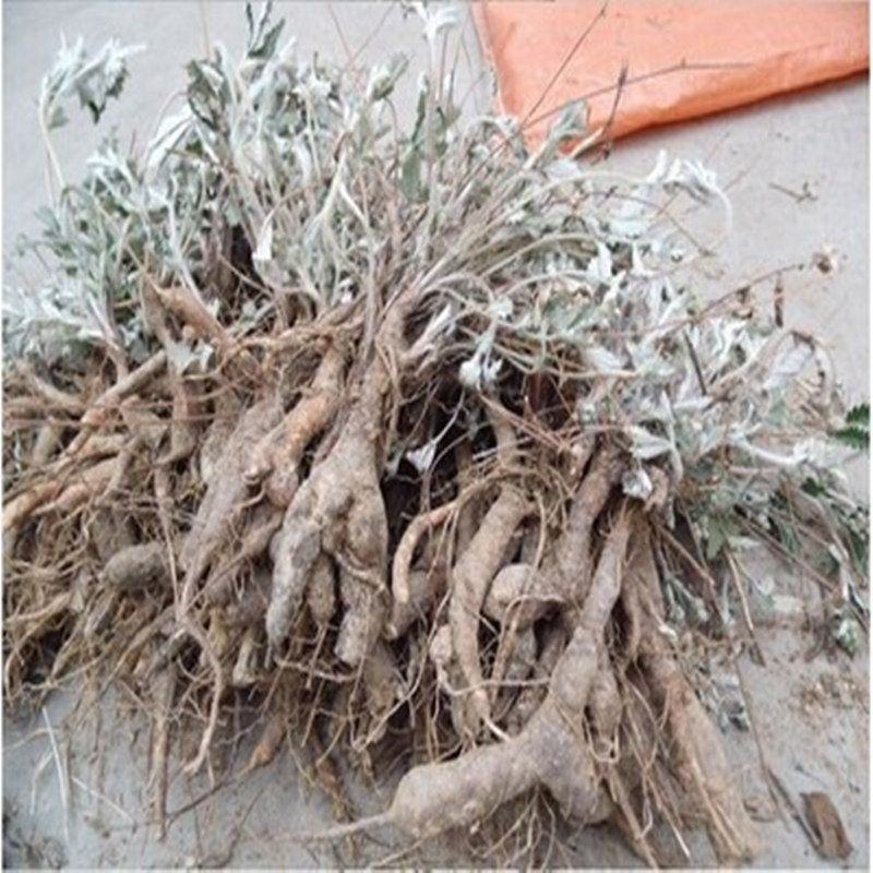 翻白草降唐草鸡爪棵山花生全草带根干货河南伏牛山产地直销