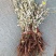 翻白草降唐草鸡爪棵山花生全草带根干货河南伏牛山产地直销