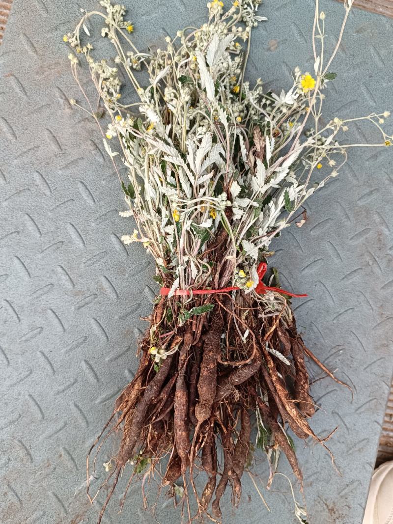 翻白草降唐草鸡爪棵山花生全草带根干货河南伏牛山产地直销