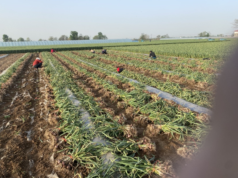 大蒜田间采收场景