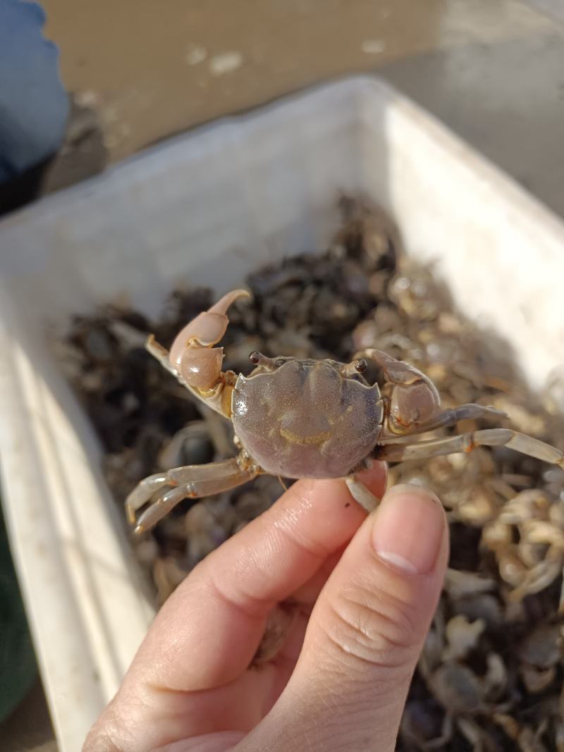 发财蟹