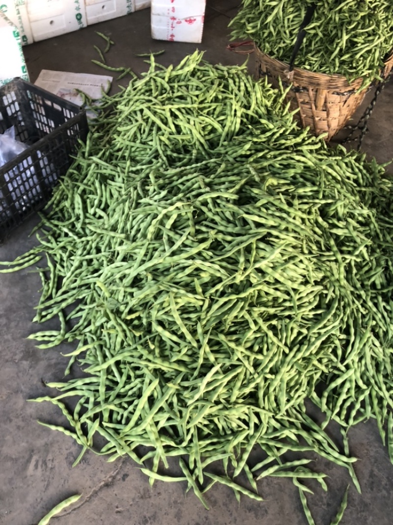 肉豆。无茎豆