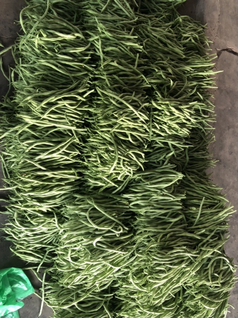 肉豆。无茎豆