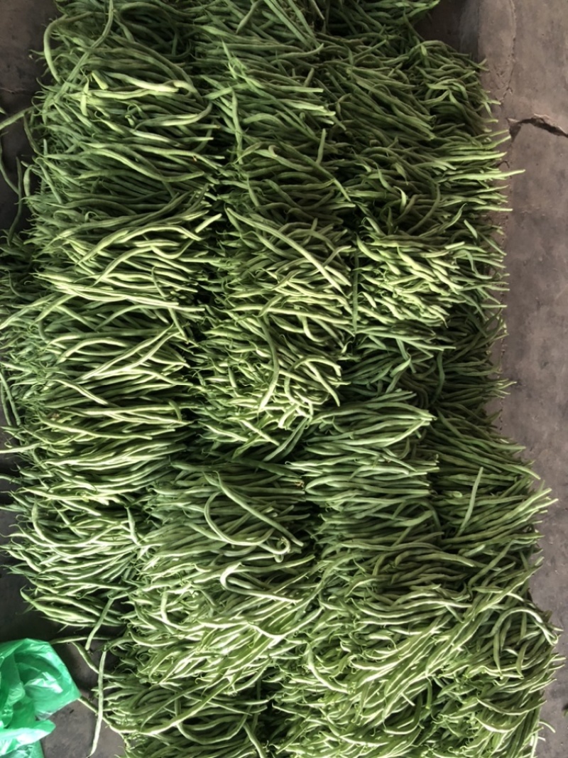 肉豆。无茎豆