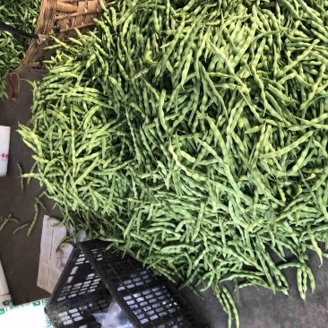 肉豆。无茎豆