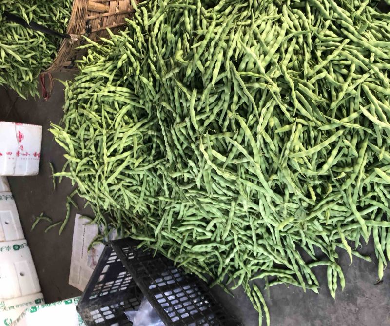 肉豆。无茎豆
